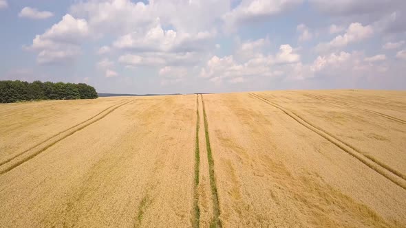 Aerial view of yellow agriculture wheat field ready to be harvested in late summer.