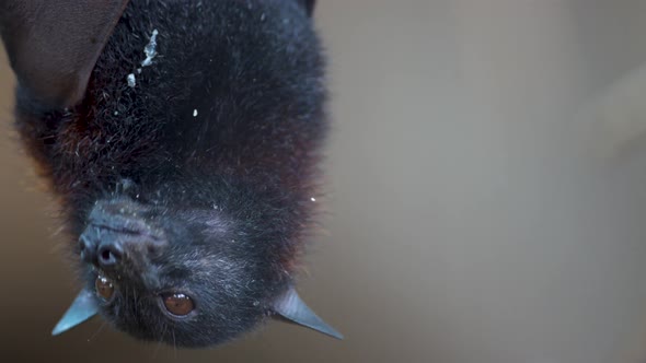 A large flying upside down chewing and spitting a piece of fruit, looking at camera