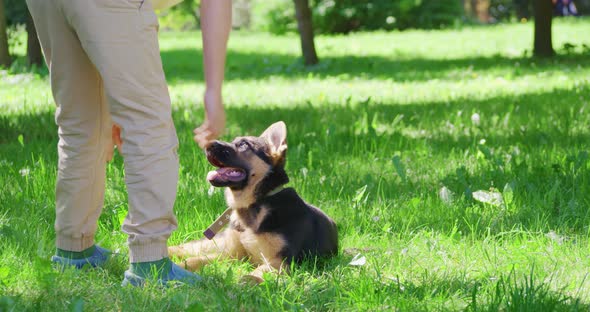 Happy Boy Playing with Black and Brown Puppy at Park