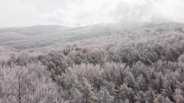 Gorgeous Aerial View Forest Trees With Passing Clouds