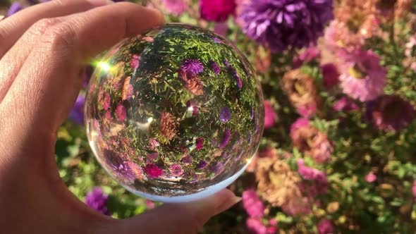 Female Hand Holding Magic Crystall Ball Over Beautiful Nature Landscape Purple Aster Flowers Field