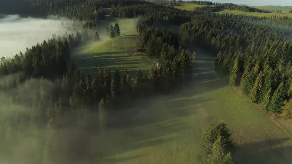 Aerial cinamatic tilt down over forest shrouded in fog