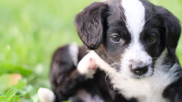 Little Dog with Fleas She is Sitting in the Park in the Green Grass