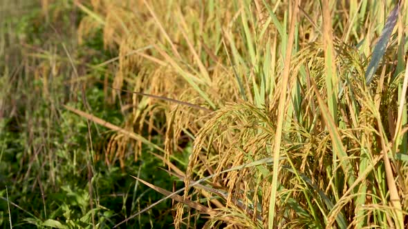 Rice Plantsat Loei Province, Thailand