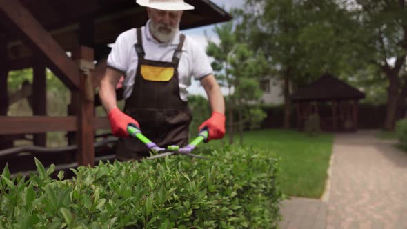 Senior Male Gardener in Protective Gloves Pruning Bushes