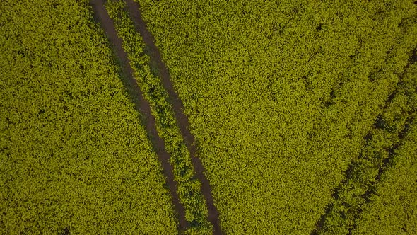 Aerial flyover blooming rapeseed (Brassica Napus) field, flying over lush yellow canola flowers, idy