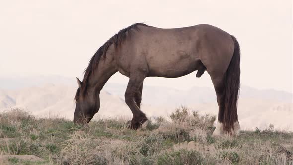 View of wild horse grazing on the horizon