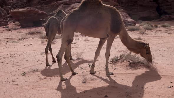 Camel Searching For Food In The Wadi Rum Desert