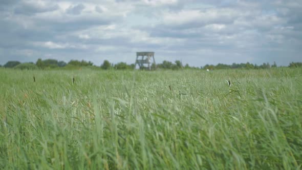 Focus pull of a watchtower in a field of reed softly blowing and swaying in the wind. The video is i