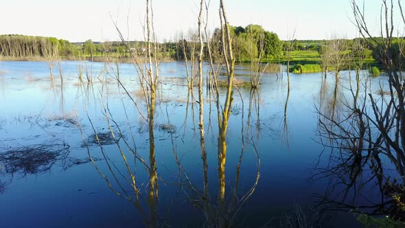 Perennial Trees Died In The Water