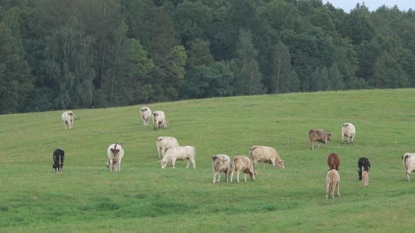 Herd of cows grazing on a green meadow