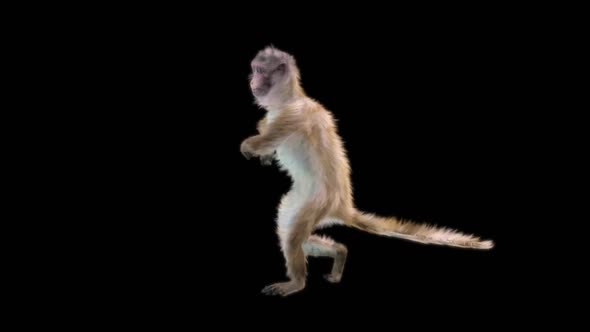 Monkey Dance HD