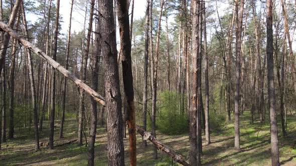 Beautiful Forest Landscape Aerial View Slow Motion