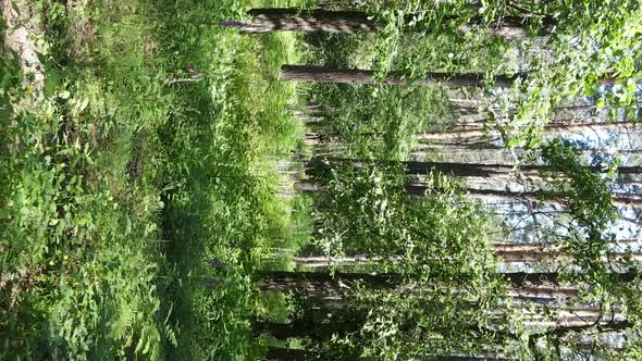 Vertical Video Aerial View Inside a Green Forest with Trees in Summer