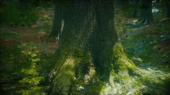 Tree Roots and Sunshine in a Green Forest with Moss