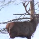 Male Deer Walking In Winter Forest - VideoHive Item for Sale