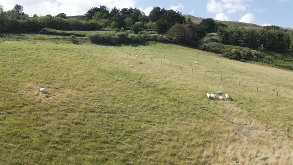 Lambs And Sheeps Grazing On The Hill In Wicklow Mountains On A Sunny Day In Ireland.  - aerial drone