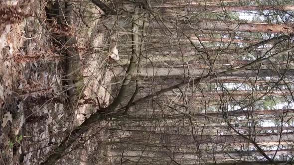 Vertical Video of Trees in a Pine Forest Slow Motion