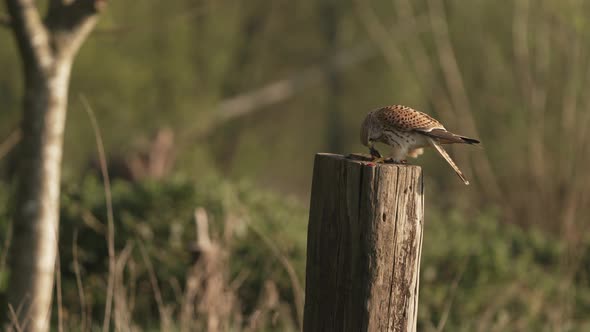 Common Kestrel sits on fence post, eating a mouse. Early morning.