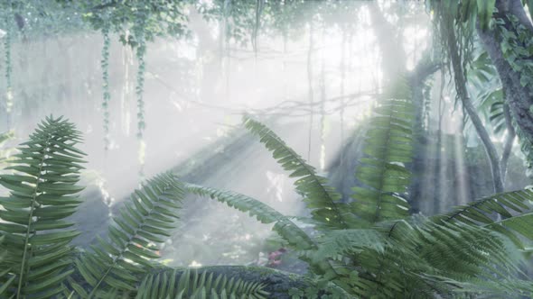 Lush Rain Forest with Morning Fog