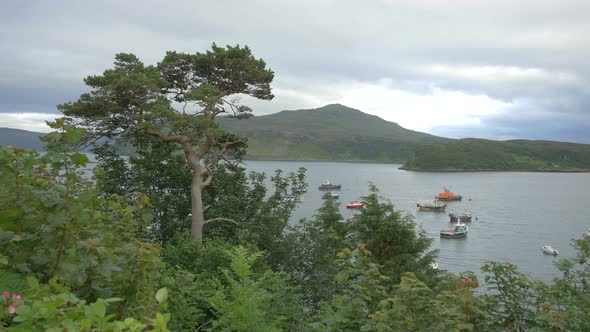 Tree tops and anchored boats