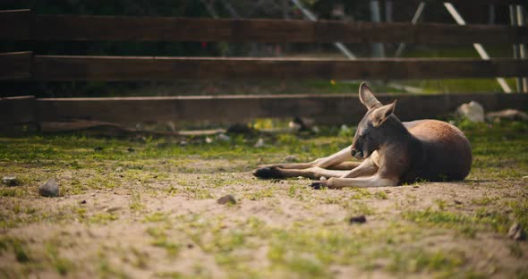 Adult red kangaroo lying down on the grass to rest on a sunny day. BMPCC 4K