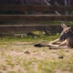Adult red kangaroo lying down on the grass to rest on a sunny day. BMPCC 4K - VideoHive Item for Sale