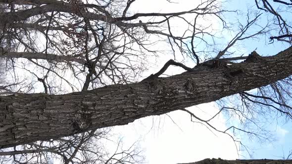 Vertical Video of the Forest with Trees Without Leaves Slow Motion