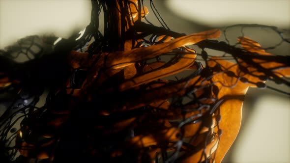 Human Skeleton Bones Scan Glowing alt