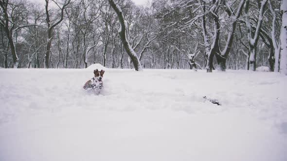 Jack Russell Terrier Dog Playing in Snow