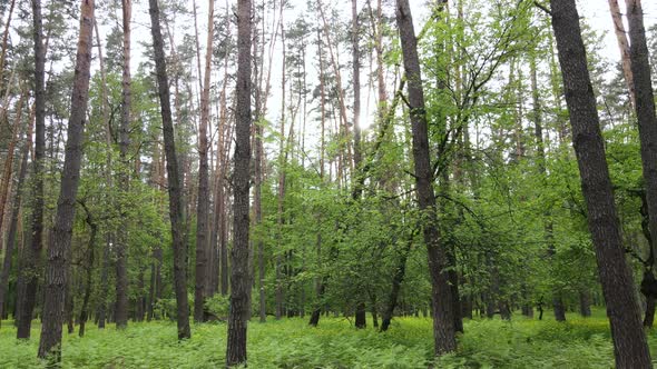 Summer Forest with Pine Trees Slow Motion