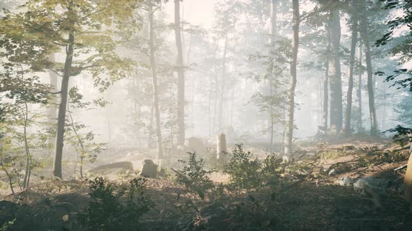 Panorama of Green Forest at Cold Foggy Morning