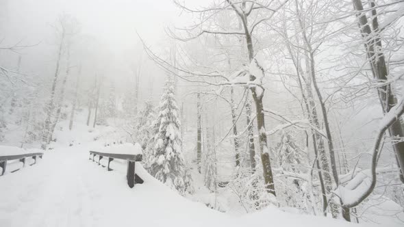 A Snowcovered Bridge in a Forest in Winter