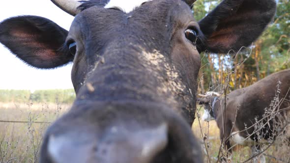 Portrait of Curious Black Cow Looking Into Camera and Sniffing It. Cute Friendly Animal Grazing in