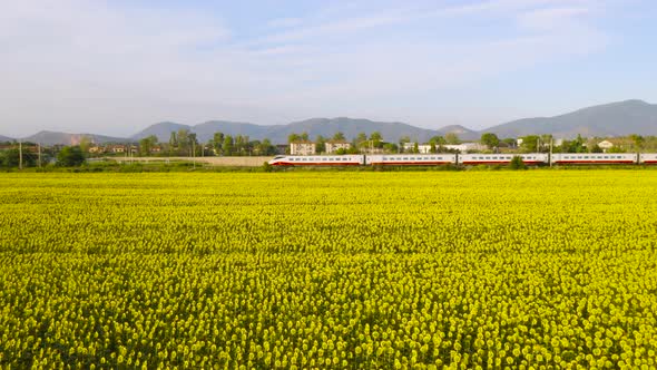 Train and the Sunflowers Field