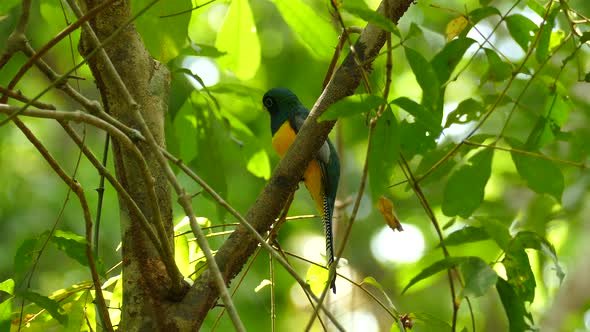 Close shot of a gartered trogon standing on a branch surrounded by green leaves.