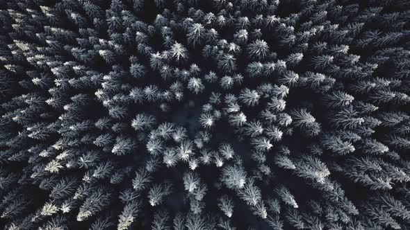 Top Down Snow Spruce Forest at Mountain Aerial