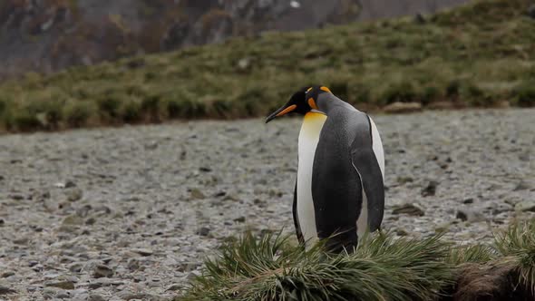 King Penguins On South Georgia Island