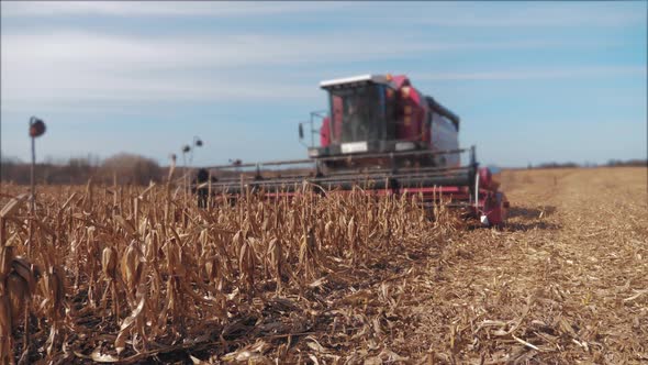 The Harvester Is Harvesting in a Field of Corn. Dry Corn Is Processed By a Special Machine.