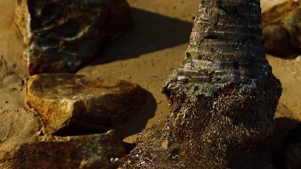 Closeup of a Palm Tree Trunk at Caribbean Sand Beach