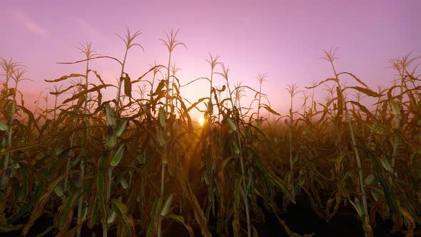 Yellow Corn On Stalks For Harvest In Sunset