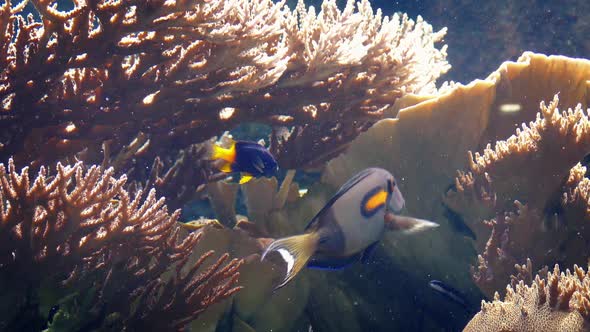 Pretty Coral Reef with Many Fish Swimming Around