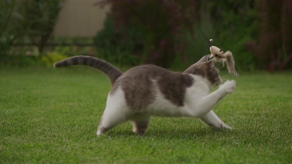 White Tabby Domestic Short Hair Cat Playing with a Mouse Toy in the Garden