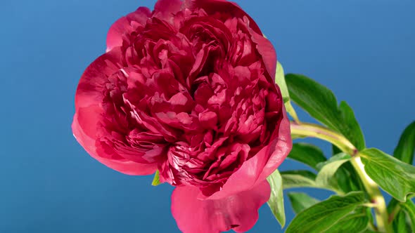 Red Peony Open Flower in Time Lapse on a Blue Background. Vedding Concept. Side View