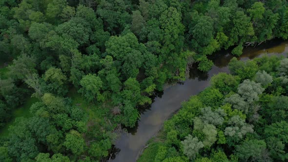 Aerial View of the Beautiful Landscape  the River Flows Among the Green Deciduous Forest