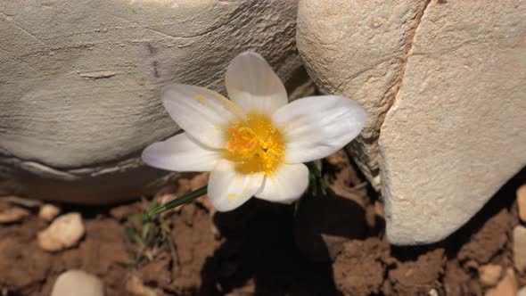 A Crocus Flower Between Stones