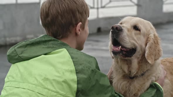 Affectionate Labrador Dog Loving his Owner
