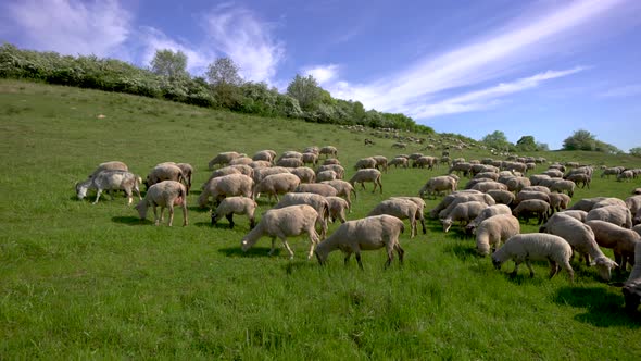 Flock of sheep on the hill