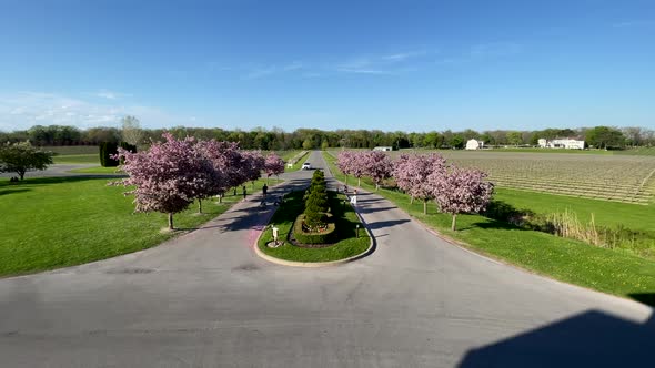 A small group of tourists enjoying a warm spring breeze under blooming cherry trees, wide angle