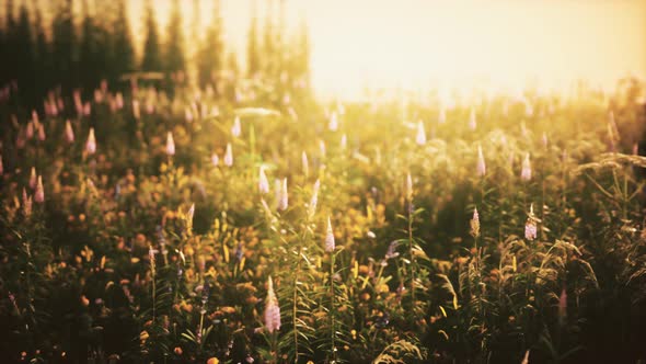 Wild Field Flowers at Summer Sunset